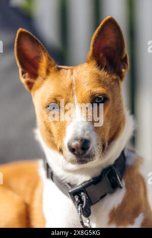 Primo piano del cane Basenji bianco e marrone chiaro che si stende guardando nella macchina fotografica durante l'estate Foto Stock