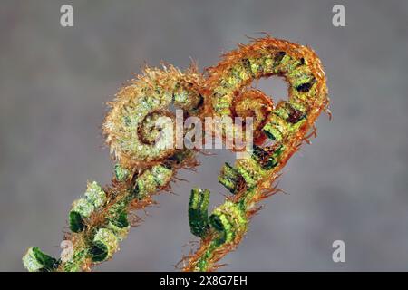 Particolare della fiddlehead di una felce salmastra, il Pteridium aquilinum, una fronda appena germogliata della felce, che cresce selvatica nella Willamette National Forest in Foto Stock