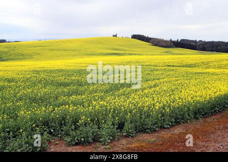 Un grande campo di piante domestiche di senape che crescono nella Willamette Valley vicino a Silverton, Oregon. Foto Stock