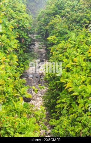 Vista panoramica sulle Cascate di Boulder Creek circondate da lussureggiante vegetazione della foresta pluviale. Foto Stock