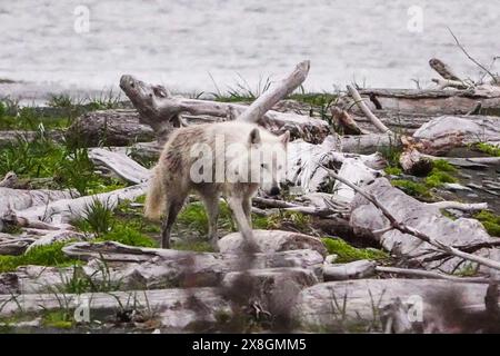 Un lupo grigio di colore bianco solitario cammina lungo la spiaggia presso il remoto McNeil River Wildlife Refuge sulla penisola di Katmai, Alaska. Il sito remoto è accessibile solo con un permesso speciale e contiene la più grande popolazione stagionale del mondo di orsi bruni e altri animali selvatici in un ambiente incontaminato. Foto Stock