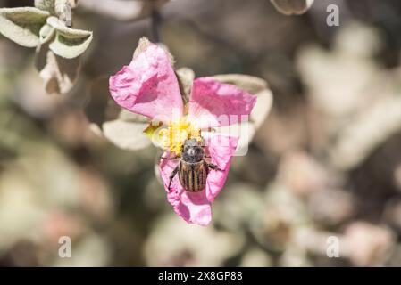 Bumble Bee Scarab Beetle (Blitopertha lineolata) su un fiore di cisto a Turkiye Foto Stock