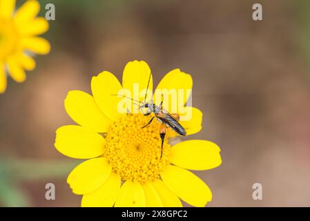 Un falso coleottero da olio (Oedemera brevipennis) in Turkiye Foto Stock