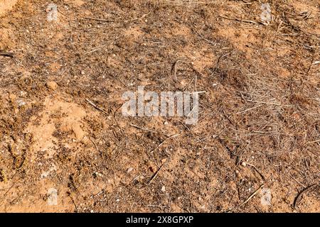 Campo agricolo colpito dalla siccità con terreno secco e terreno secco. Foto Stock