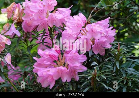 Rhododendron azalea rosa viola «Hampshire Belle» in fiore. Foto Stock