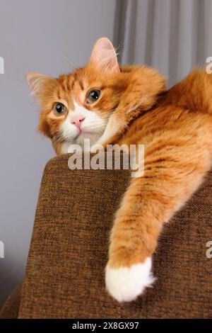 Il gatto rosso siede sul divano, appoggiato sul rivestimento del divano Foto Stock