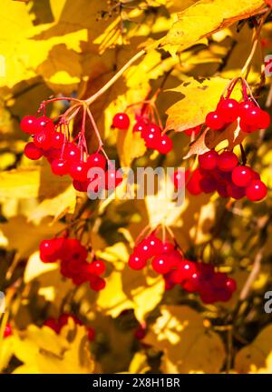 Turno stagionale: Bacche rosse in mezzo a foglie che cambiano, che mostrano il cambiamento autunnale della natura. Foto Stock