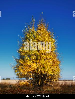 Albero solitario con fogliame dorato sotto un cielo luminoso, che evoca la bellezza dell'autunno e i cicli della natura. Foto Stock