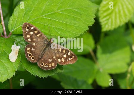 Dettaglio dettagliato della farfalla in legno macchiato marrone europeo, dell'aegeria Pararge con ali spalmate Foto Stock