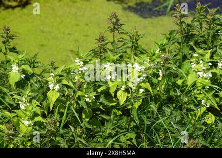 Ortiche morte bianche (album Lamium) e ortica pungente (Urtica dioica) sul lato del fossato. Fosso sfocato con erba anatra sullo sfondo. Primavera, maggio, Foto Stock