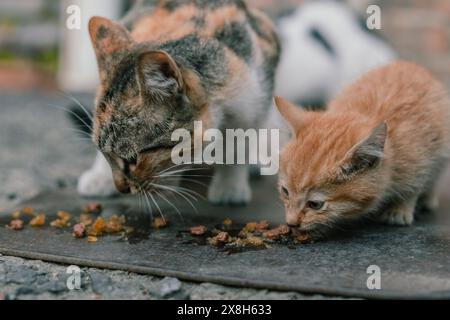 Una gatta madre calico guarda mentre il gattino zenzero stuzzica con cautela il cibo sul marciapiede della città. La scena è una tenera esposizione di fauna urbana e cure materne. Banchetto Kittens' Street Foto Stock