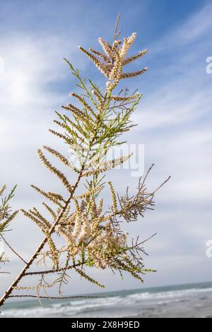 Tamarix africana, il tamarisco africano, è una specie di albero della famiglia delle Tamaricaceae. Foto Stock