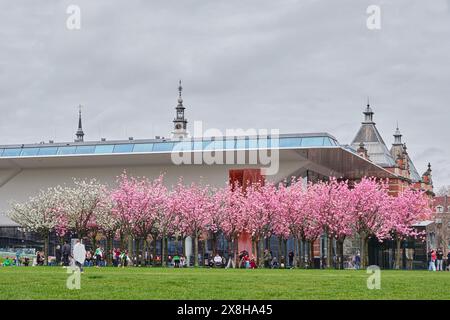 Paesi Bassi, Amsterdam - 8 aprile 2024: Ciliegi in fiore nel centro di Amsterdam sullo sfondo del Museo Stedelijk Foto Stock