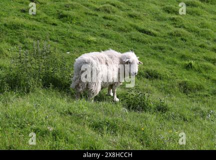 Herdwick Sheep, pecore, Ovis aries, Caprini, Caprinae, Bovidae. Knocking Hoe Nature Reserve, Bedfordshire, Regno Unito. L'Herdwick è una razza di pecore domestiche Foto Stock