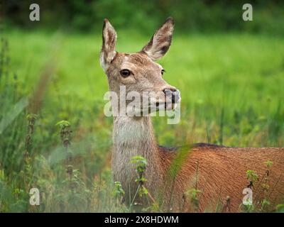 Splendido ritratto ravvicinato del cervo rosso (Cervus elaphus) ai margini del letto a Leighton Moss RSPB Reserve, Lancashire, Inghilterra, Regno Unito Foto Stock