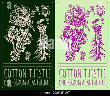 THISTLE DI COTONE vettoriale. Illustrazione disegnata a mano. Il nome latino è ONOPORDUM ACANTHIUM L. Illustrazione Vettoriale