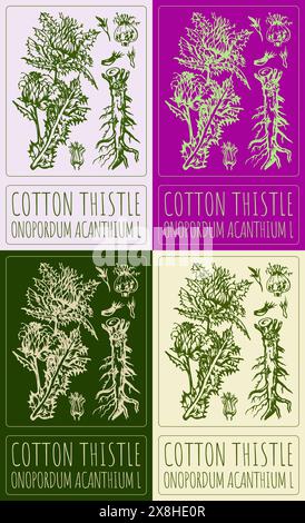 Set di THISTLE in COTONE vettoriale in vari colori. Illustrazione disegnata a mano. Il nome latino è ONOPORDUM ACANTHIUM L. Illustrazione Vettoriale