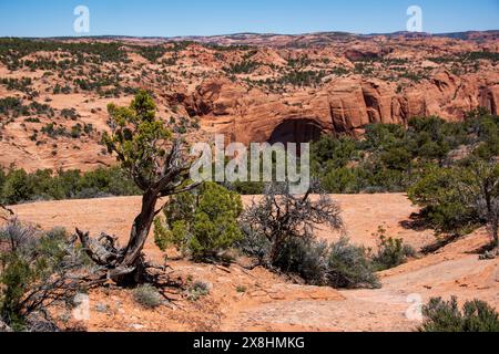 Il Navajo National Monument protegge le rovine di questa parte della Navajo Nation in Arizona, USA. Foto Stock