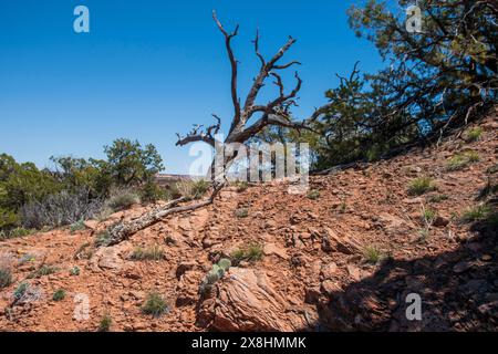 Il Navajo National Monument protegge le rovine di questa parte della Navajo Nation in Arizona, USA. Foto Stock