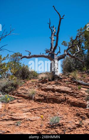 Il Navajo National Monument protegge le rovine di questa parte della Navajo Nation in Arizona, USA. Foto Stock