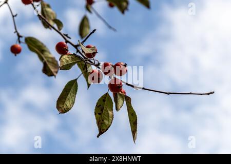 Bacche rosse vivaci - mature - su un ramo con foglie verdi - su uno sfondo di cielo blu e nuvole bianche. Presa a Toronto, Canada. Foto Stock