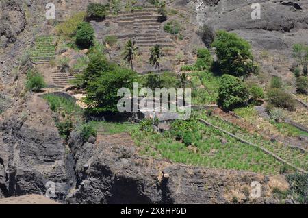 Agricoltura sostenibile nelle terre aride: Santo Antao, Cabo Verde Foto Stock