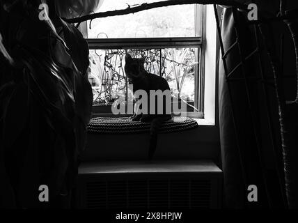 Gatto della casa sulla silhouette della finestra Foto Stock