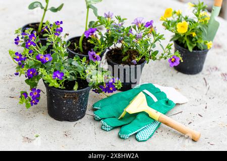 Una collezione di piante in vaso disposte ordinatamente su un terreno di cemento. Le piante variano per dimensioni e tipo, aggiungendo un tocco di verde all'ambiente urbano. Il Foto Stock