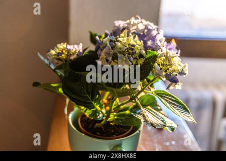 Una pianta in vaso è posta sopra un tavolo di legno, con le foglie verdi vibranti che si stagliano sullo sfondo rustico. La trama delle tabelle aggiunge un Foto Stock