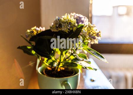 Una pianta in vaso è posta sopra un robusto tavolo in legno, creando un'esposizione semplice e naturale. La pianta sta prosperando nella sua pentola, circondata dalla Foto Stock