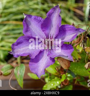 "Il presidente", il primo grande gruppo fiorito, Klematis (Clematis Hybrid) Foto Stock