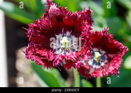 Tulipani frangiati "Gorilla", Franstulpan (Tulipa gesneriana) Foto Stock