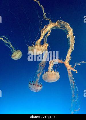 Le meduse dell'ortica del Pacifico girano attraverso una vasca. Foto Stock