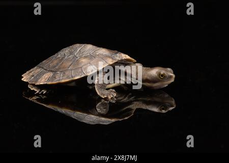 Tartaruga orientale a collo lungo isolata su sfondo nero con riflessi sul vetro Foto Stock