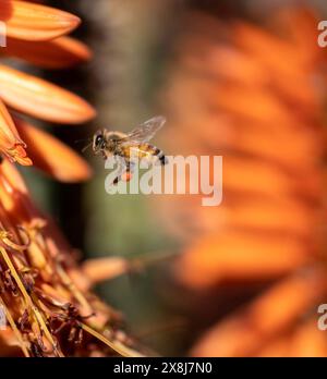 Primo piano di api che raccolgono polline da un fiore nel giardino Foto Stock
