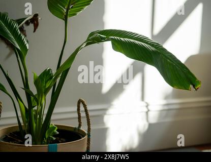 Pianta verde per interni di casa con luce naturale, interni Foto Stock