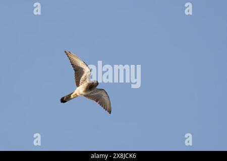 Falco pellegrino (falco peregrinus) volare in un deserto vicino a Dubai, Emirati arabi uniti Foto Stock