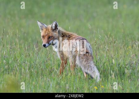 Volpe curiosa che guarda verso la macchina fotografica (Vulpes vulpes), animale fotografato in habitat naturale Foto Stock