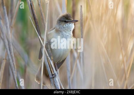 Parula di canne grandi maschili in habitat naturale (Acrocephalus arundinaceus) Foto Stock