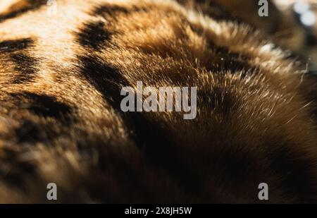 Dettagli sui capelli spogliati di un gatto del bengala Foto Stock