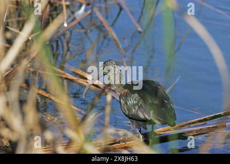 Ibis Plegadis falcinellus lucido appollaiato sul gambo di bulrush Foto Stock