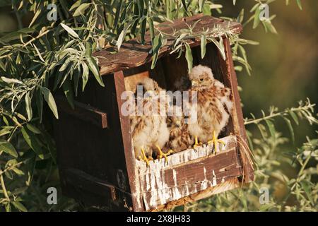 Comune di Gheppio Falco tinnunculus pulcini nella scatola di nido vicino Tiszaalpar Ungheria Foto Stock