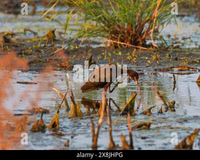 L'ibis Plegadis chihi con la faccia bianca si erge in una piscina paludosa, Cheyenne Bottoms Wildlife area, Great Bend, Kansas, USA, settembre 2023 Foto Stock