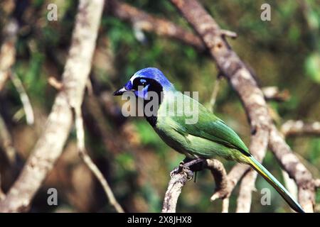 Green jay Cyanocorax yncas adulto arroccato in un albero, Laguna Atascosa National Wildlife Refuge, Texas, USA Foto Stock