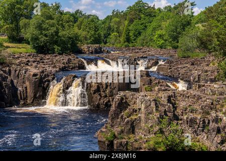 La cascata Low Force presso Bowlees, contea di Durham, Inghilterra, Regno Unito Foto Stock