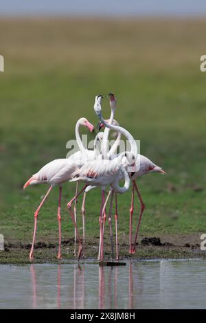 Il più grande fenicottero affluisce in acqua con sfondo verde alla formazione a forma di cuore di Bhigwan Foto Stock