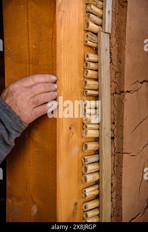 Salvador Gómez, uno degli ultimi maestri costruttori di capanne del Delta dell'Ebro in una capanna che stanno costruendo a Sant Jaume d'Enveja (Tarragona, Catalogna, Spagna) Foto Stock