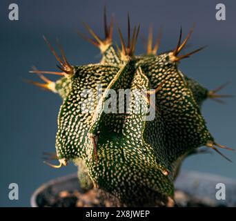 Monk's Hood, Ornamental Monks's Hood, Star Cactus (Astrophytum ornatum), con sfondo blu Foto Stock