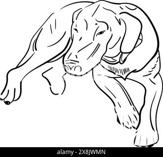 Dachshund Dog. Piccolo cucciolo carino. Disegnato a mano. Illustrazione vettoriale. Boodle o contorno dello schizzo Illustrazione Vettoriale