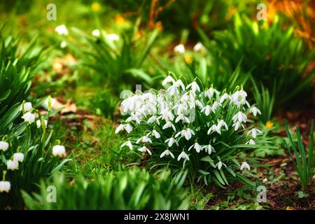 Fiori, nevicate e cespugli nell'ambiente a terra per la crescita, la fioritura e l'ecologia nella foresta. Galanthus piante, foglie e all'aperto in primavera per Foto Stock